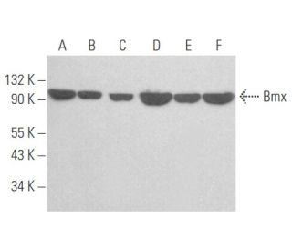 Bmx Antibody (C-4) - Western Blotting - Image 356068 