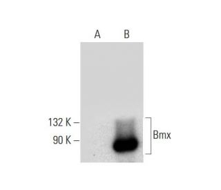 Bmx Antibody (D-6) - Western Blotting - Image 135979