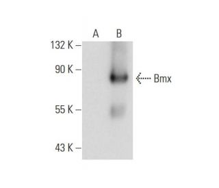 Bmx Antibody (E-2) - Western Blotting - Image 128781