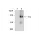 Bmx Antibody (E-2) - Western Blotting - Image 128781