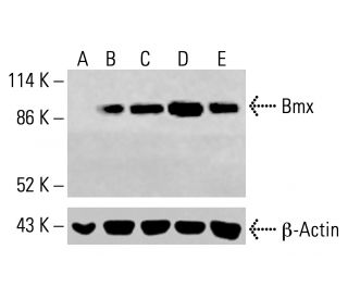 Bmx Antibody (C-4) - Western Blotting - Image 414825