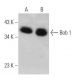 Bob 1 Antibody (6E4) - Western Blotting - Image 356321