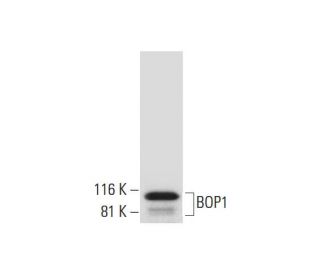 BOP1 Antibody (E-1) - Western Blotting - Image 299254 