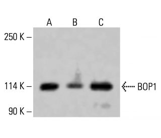 BOP1 Antibody (E-1) - Western Blotting - Image 415117