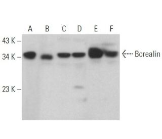 Borealin Antibody (A-5) - Western Blotting - Image 359333 