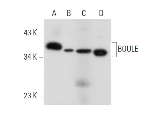 BOULE抗体 (B-2) | SCBIO - Santa Cruz Biotechnology