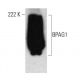 BPAG1 Antibody (1B10) - Western Blotting - Image 384467 