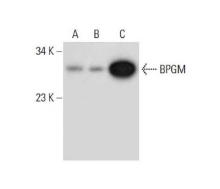 BPGM Antibody (B-11) - Western Blotting - Image 299360 