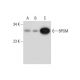 BPGM Antibody (B-11) - Western Blotting - Image 299360 