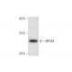 BPGM Antibody (B-11) - Western Blotting - Image 305635 