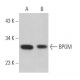 BPGM Antibody (B-11) - Western Blotting - Image 365962