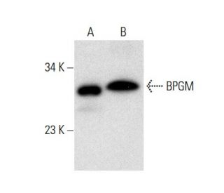 BPGM Antibody (F-2) - Western Blotting - Image 300593 