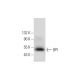 BPI Antibody (B-8) - Western Blotting - Image 139121