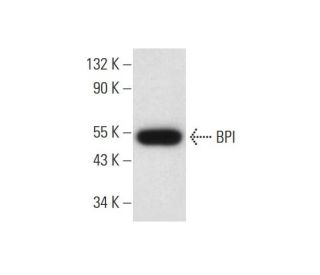 BPI Antibody (B-8) - Western Blotting - Image 298606 
