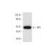 BPI Antibody (B-8) - Western Blotting - Image 298606 