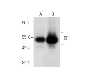 BPI Antibody (H-10) - Western Blotting - Image 316292 