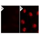 bpV(bipy): sc-221376. Immunofluorescence staining of methanol-fixed lambda protein phosphatase (sc-200312A) treated (A,B) 