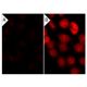 bpV(HOpic): sc-221377. Immunofluorescence staining of methanol-fixed lambda protein phosphatase (sc-200312A) treated (A,B)