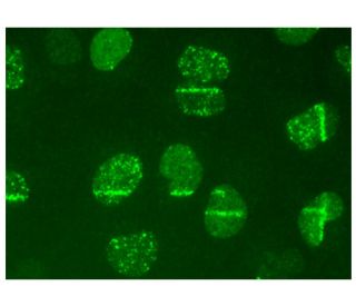 BRCA1 Antibody (D-9) - Immunofluorescence - Image 323594 