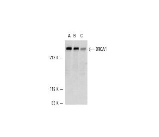 BRCA1 Antibody (D-9) - Western Blotting - Image 357The Double Nickase Plasmid features a U6 promoter for sgRNA expression, a 20 nt targeting sequence, and a gRNA scaffold to guide Cas9n. It includes a CBh promoter for Cas9n (D10A) and puromycin resistance, GFP for transfection verification, and nuclear localization signals (NLS). The 2A peptide allows co-expression of Cas9n and Puro from a single promoter, enabling precise genome editing with reduced off-target effects. 
