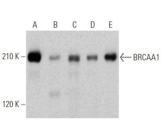 BRCAA1 Antibody (C-8) - Western Blotting - Image 356196 