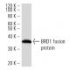 BRD1 Antibody (2086C1a) - Western Blotting - Image 16494