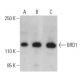 BRD1 Antibody (F-12) - Western Blotting - Image 398913