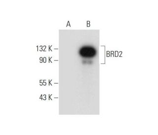 BRD2 Antibody (A-2) - Western Blotting - Image 314504