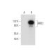BRD2 Antibody (A-2) - Western Blotting - Image 314504