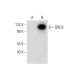 BRD2 Antibody (D-2) - Western Blotting - Image 314503
