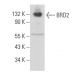 BRD2 Antibody (D-2) - Western Blotting - Image 357170 
