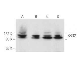 BRD2 Antibody (G-4) - Western Blotting - Image 357173 