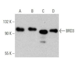 BRD3 Antibody (B-12) - Western Blotting - Image 356225 