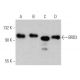 BRD3 Antibody (B-12) - Western Blotting - Image 356225 