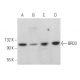 BRD3 Antibody (B-12) - Western Blotting - Image 375896