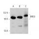 BRD3 Antibody (H-5) - Western Blotting - Image 359976 