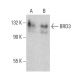 BRD3 Antibody (H-5) - Western Blotting - Image 386907