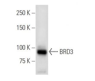 BRD3 Antibody (2088C3a) - Western Blotting - Image 16496