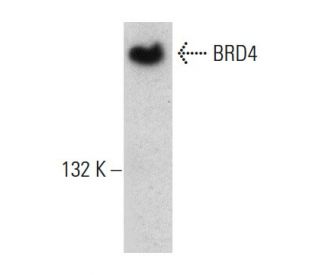 BRD4 Antibody (A-7) - Western Blotting - Image 387354The Double Nickase Plasmid features a U6 promoter for sgRNA expression, a 20 nt targeting sequence, and a gRNA scaffold to guide Cas9n. It includes a CBh promoter for Cas9n (D10A) and puromycin resistance, GFP for transfection verification, and nuclear localization signals (NLS). The 2A peptide allows co-expression of Cas9n and Puro from a single promoter, enabling precise genome editing with reduced off-target effects. 
