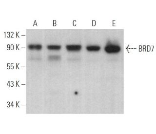 BRD7 Antibody (B-8) - Western Blotting - Image 374957 