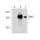 BRD7 Antibody (H-2) - Western Blotting - Image 158923 