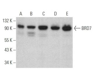 BRD7 Antibody (H-2) - Western Blotting - Image 374956 