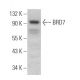 BRD7 Antibody (H-2) - Western Blotting - Image 374950