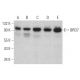 BRD7 Antibody (H-2) - Western Blotting - Image 374956 