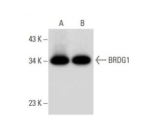 BRDG1 Antibody (F-12) - Western Blotting - Image 308088 