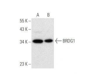 BRDG1 Antibody (G-10) - Western Blotting - Image 305646 