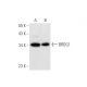 BRDG1 Antibody (G-10) - Western Blotting - Image 305646 