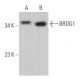 BRDG1 Antibody (G-10) - Western Blotting - Image 369467