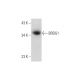 BRDG1 Antibody (G-5) - Western Blotting - Image 344119
