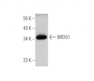 BRDG1 Antibody (G-5) - Western Blotting - Image 349040 